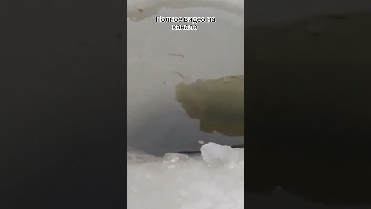 Зимняя рыбалка. Карась. Карп. Московская область. 9 февраля 2024 г.