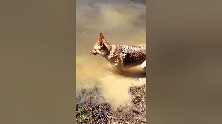 German Shepherd throws a fit