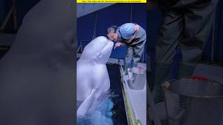 The White Dolphin Fish Kissed The Girl