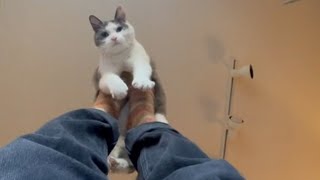 i can't imagine life without cats by Meow? Woof! 5,112 views 2 years ago 5 minutes, 52 seconds