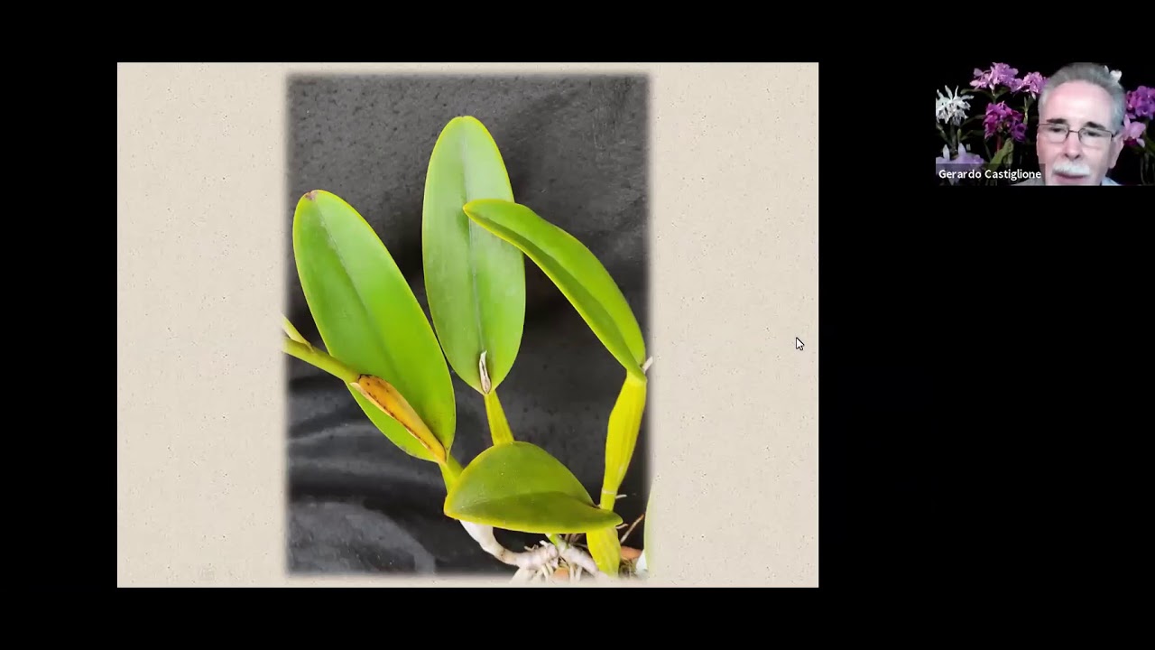 CONFERENCIA VIRTUAL: 