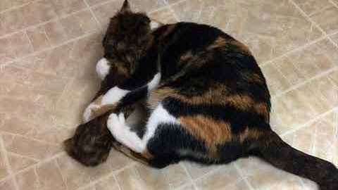 The Ultimate Catnip Cat Kicker Refillable Toy