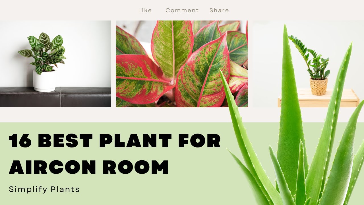 16 Best Plant For Aircon Room Plants For Air Conditioned Room Air