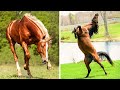 Cutest And funniest horse Videos Compilation cute moment of the horses - Horse world #10