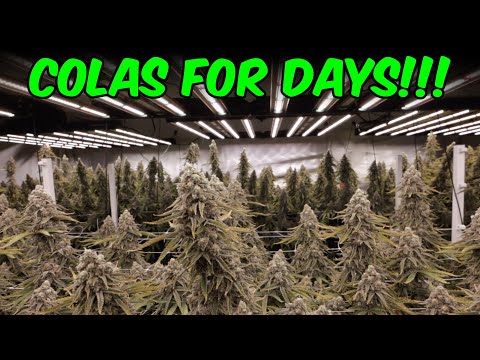 49 Stomped Berries plants FULL CLONE TO HARVEST 9 light GROW ROOM!!!