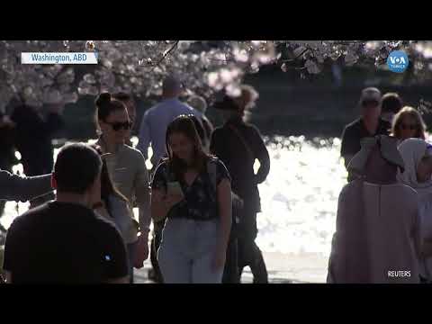 Video: Washington, DC'deki Ulusal Kiraz Çiçeği Festivalinin Keyfini Çıkarmanın Yolları