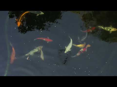 KOI Hellas #12