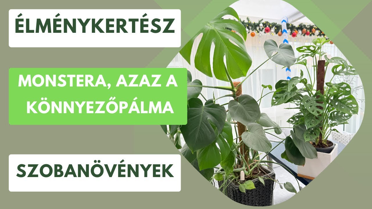 A dzsungel élménye a lakásban?- Egyszerű tippek az egészséges könnyezőpálmához!🌿