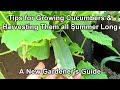 An Overview On Growing Cucumbers for New Gardeners: Feeding & Watering Frequency, Containers & More!