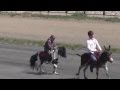 Скачка пони-упал, но он дошел до финиша-race ponies-fell twice, but he reached the finish line