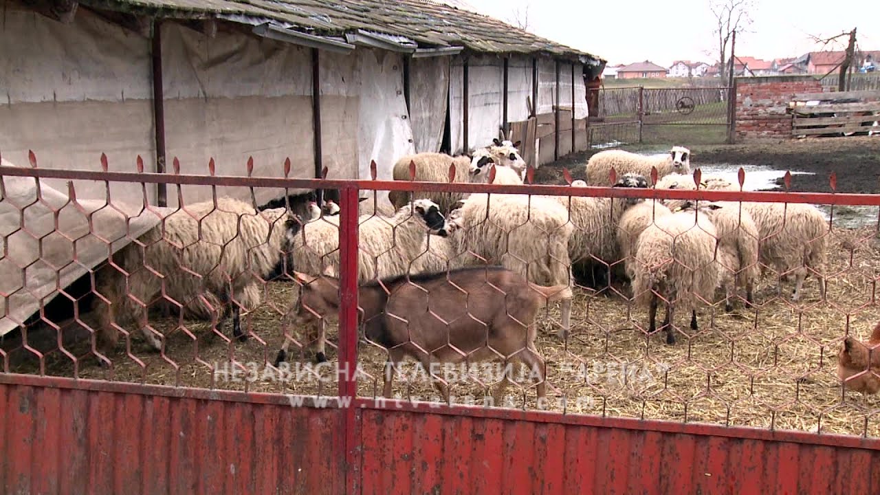 Ovčarstvo isplativo, Jankovići u Ljeskovcu proširili stado
