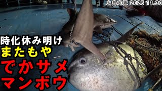 Download Lagu [Big catch] After the holiday, we caught a big catch of Spanish mackerel, and then we caught anot... MP3