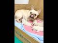 Mom Always Worrying About Her Children #puppy #shortsfeed #shortvideo
