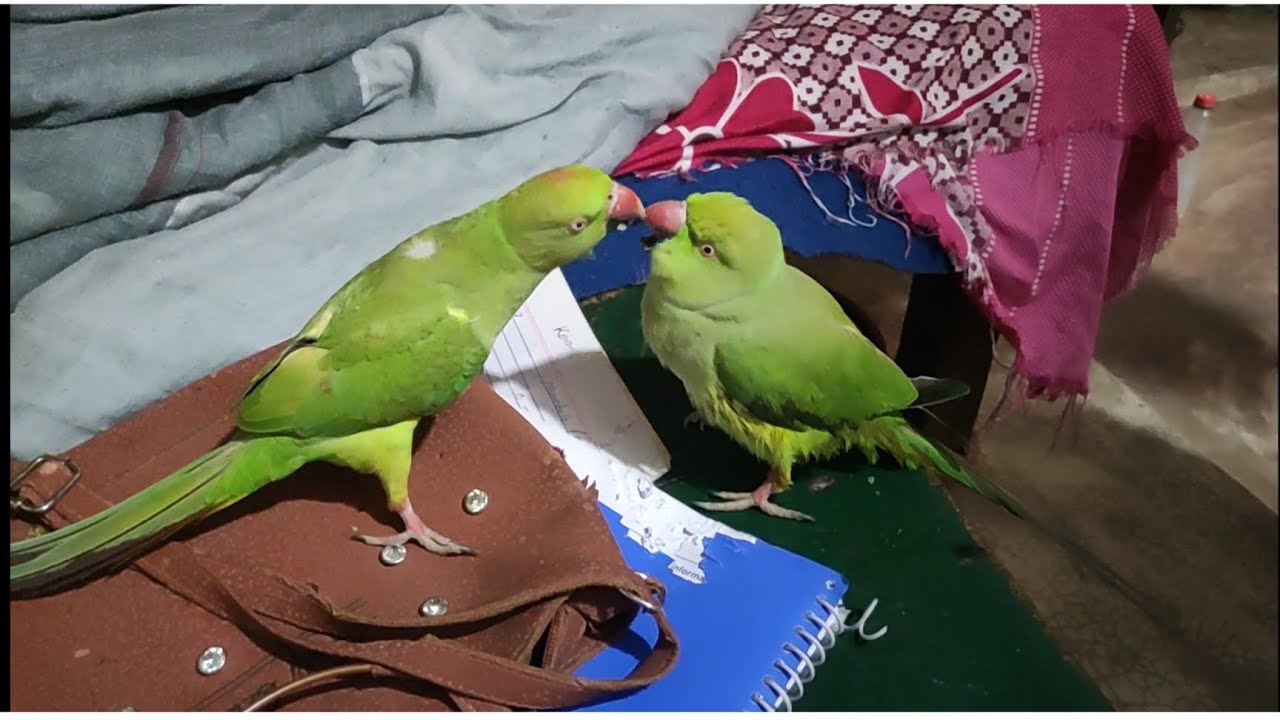 BABY PARROT FEEDING MUMMY PARROT 😁 || GAMExPLAY ||