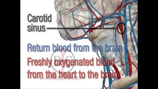 Neck Blood Choke, Blood Flow To Brain