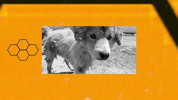 Bloom/Pool - Hexagons (Official Music Video)