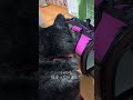 子猫と出会い老犬は母になる