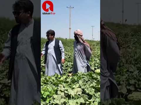 طریقه دواه پاشی و نگهداری خربوزه 27 سال تجربه کاری در کشت خربوزه