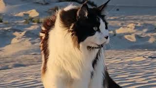 Cat Habitat Dunas De La Soledad