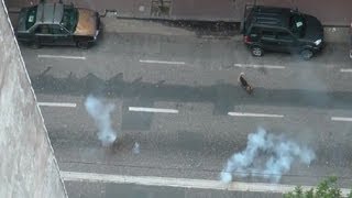 Dynamite Protesting Dog!