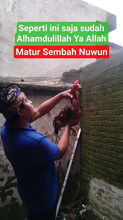 Mandikan Ayam #ayam #reels #mainayam #shortvideo #shorts #short #shortsfeed #fypage #fyp #fypviral