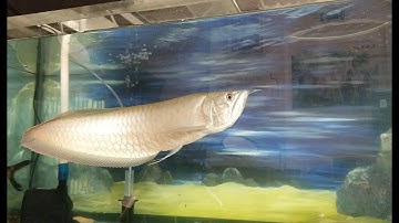 Silver Arowana 1 year old and small shark| Ngắm cá rồng Ngân Long 1 tuổi và cá mập cảnh nhỏ