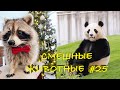 Смешные КОТЫ, СОБАКИ, ЕНОТЫ, ПОПУГАИ #25 / Ржачные животные 2021.