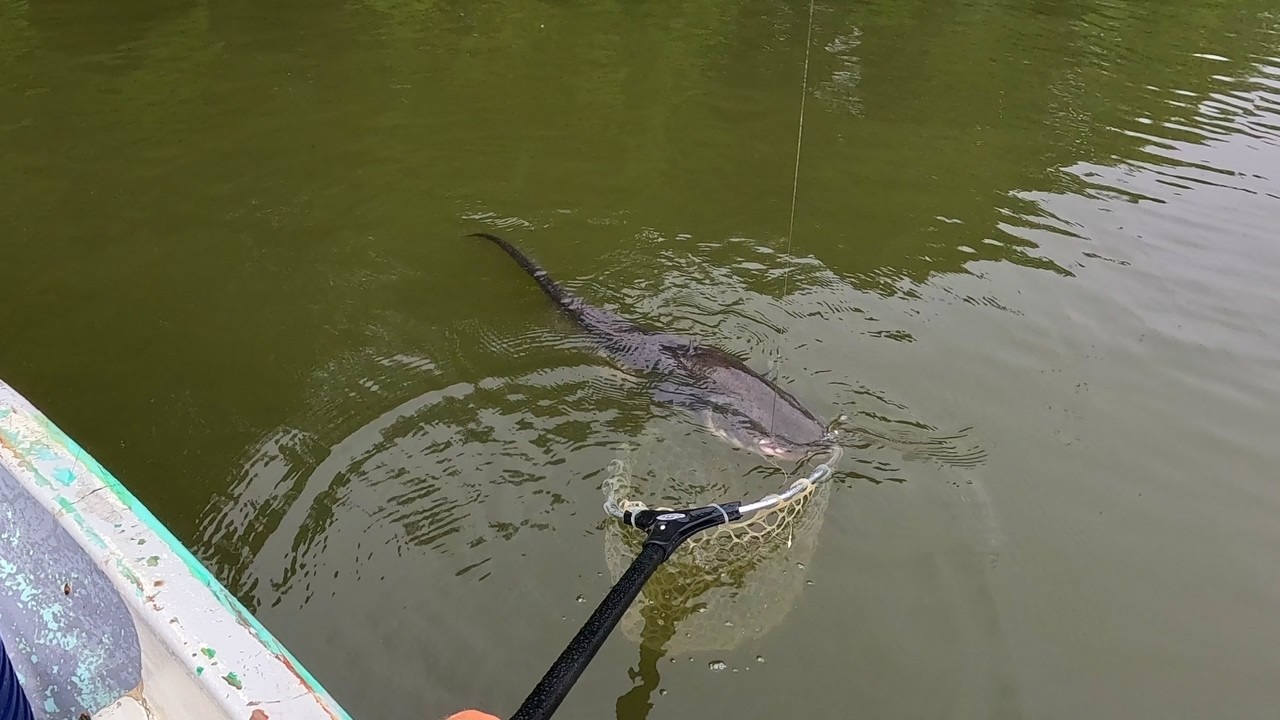 Rapid Pergetés a Kákafoki Holtàgon!