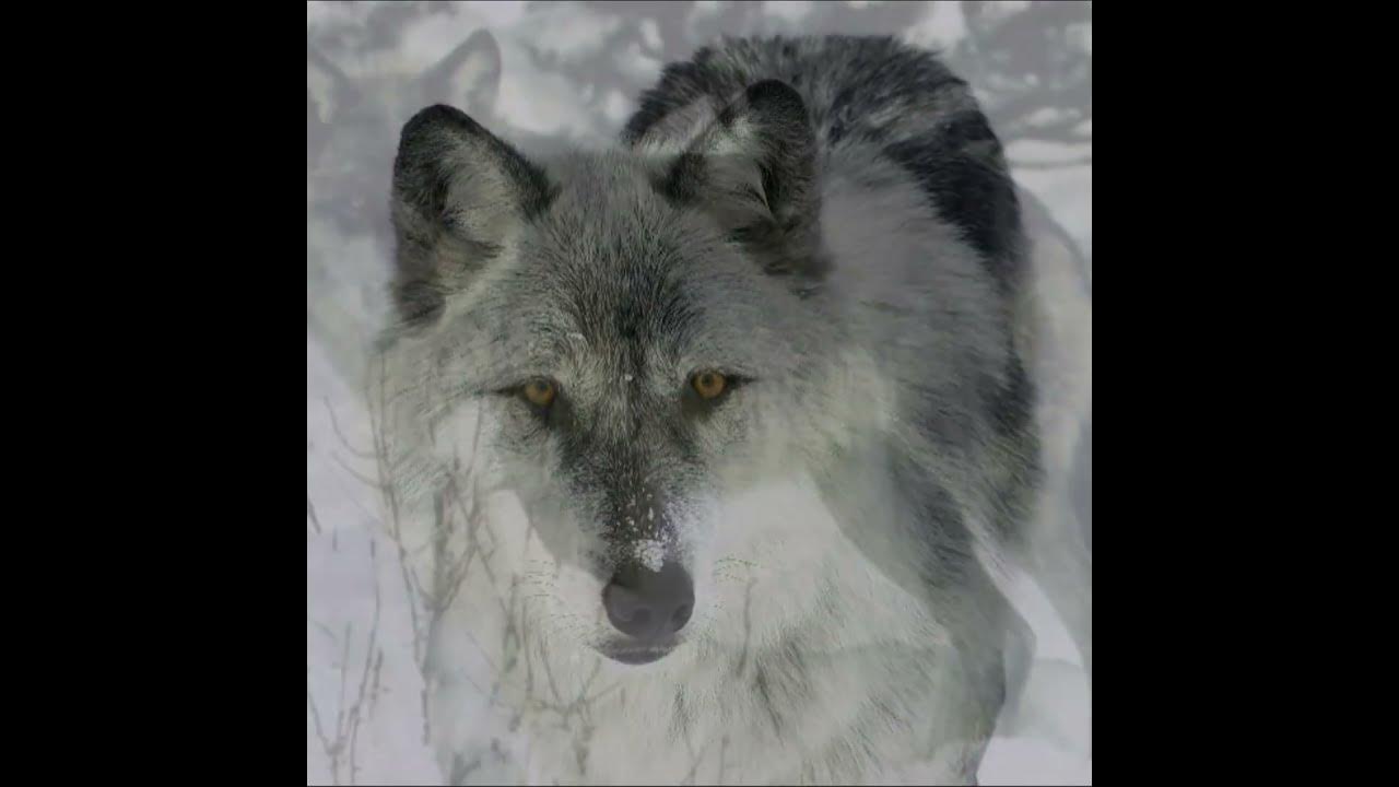 Grey Wolf vs Coyote - YouTube
