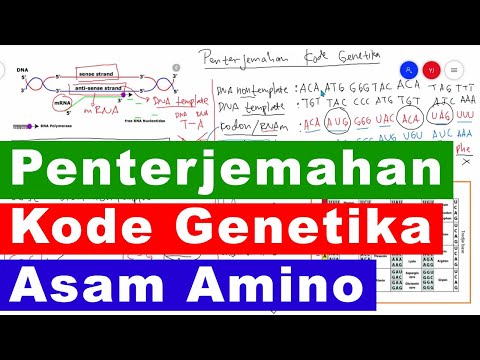Video: Bagaimana urutan asam amino menentukan karakteristik suatu organisme?
