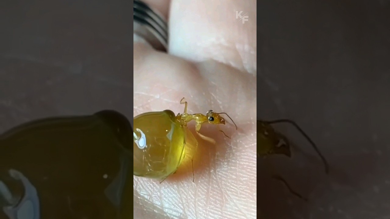 Meet the Marvels of Nature: The Incredible Life of Honeypot Ants