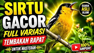 Sirtu/Cipoh gacor full variasi terbaik,nembak rapat untuk masteran sirtu muda hutan.