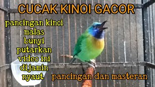 Download Lagu SUARA CUCAK KINOI GACOR FULL ISIAN‼️ COCOK UNTUK PANCINGAN DAN PIKAT MP3