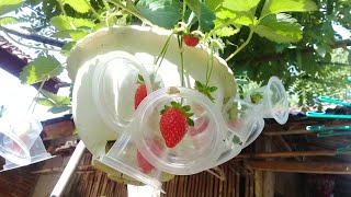 Panen Strawberry lagi di dataran rendah || Jus Strawberry