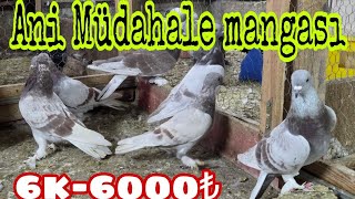 Ani Müdahale Mangası Şekeriler