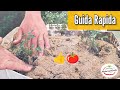 Guida Rapida Come Trapiantare una Piantina di Pomodoro in Vaso