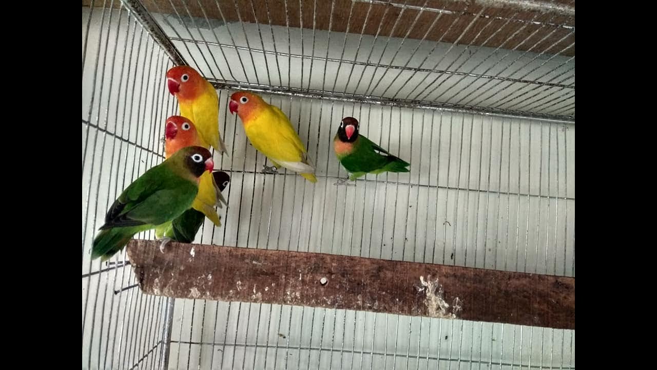 How to start lovebird \Lutino\ Breeding super setup in Bangladesh
