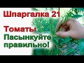 Пасынкование томатов по-взрослому.Низкорослых и высокорослых.