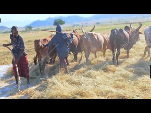 እንዴነሽ በሉልኝ ቀኝ እጇን ይዛችሁ ምርጥ የራያ ቀረርቶ