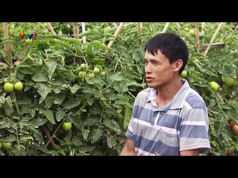 Video: Cà chua Sanka - năng suất và đặc điểm của giống