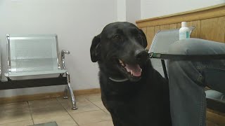 Protect your Pets