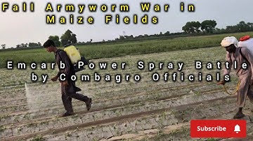 Fall Armyworm War in Maize Fields | Emcarb Power Spray Battle by Combagro Officials