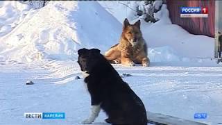 Видео В Чалне полтора десятка собак сбились в стаю (автор: Vesti Karelia)