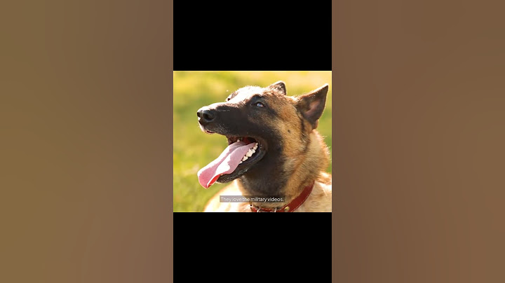Think You Want This Dog? Watch This First! #gsd #malinois #puppy