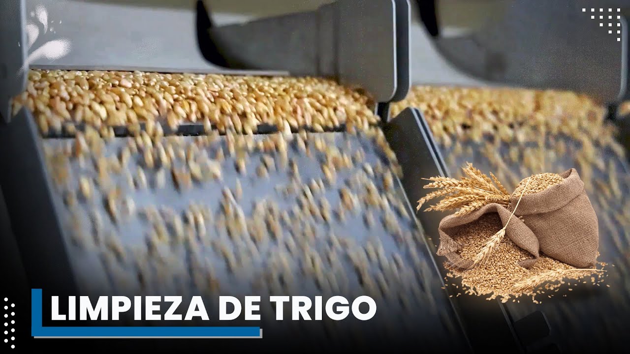 Fábrica de procesamiento de trigo | Proceso de Limpieza del Trigo ...