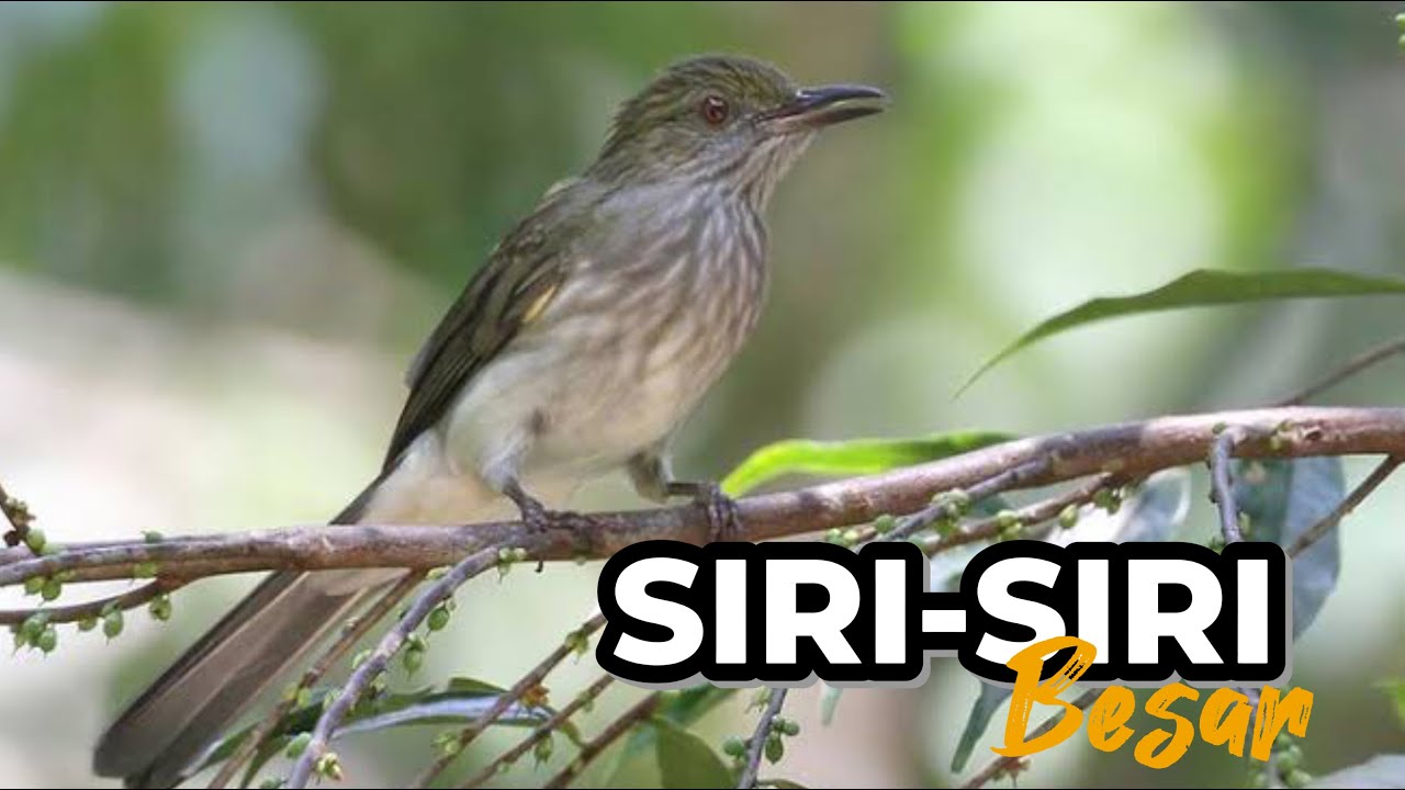 ‼️🔴 SUARA BURUNG SIRI SIRI BESAR TEMBAKAN VARIASI BESET. MASTERAN SUARA JERNIH 🔴‼️