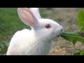 【山ネズミロッキーチャック】 緑の陽だまり 【堀江美都子】