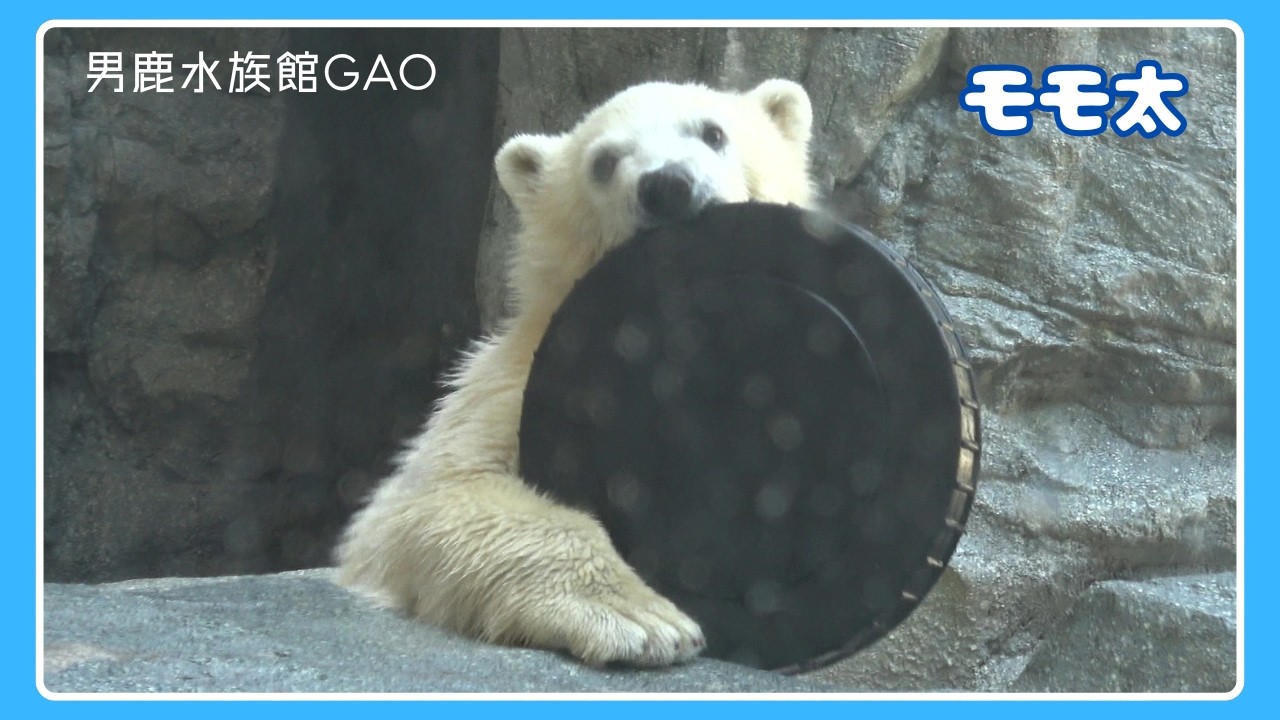 Obsessed with his toy] Momota the Polar Bear, Oga Aquarium GAO
