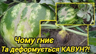 картинка: Чому гниє та деформується кавун? Живлення та захист!