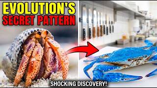 Why Nature Keeps Creating Crabs